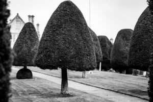 A row of clipped topiary trees receding along a path toward a larger tree in the distance.