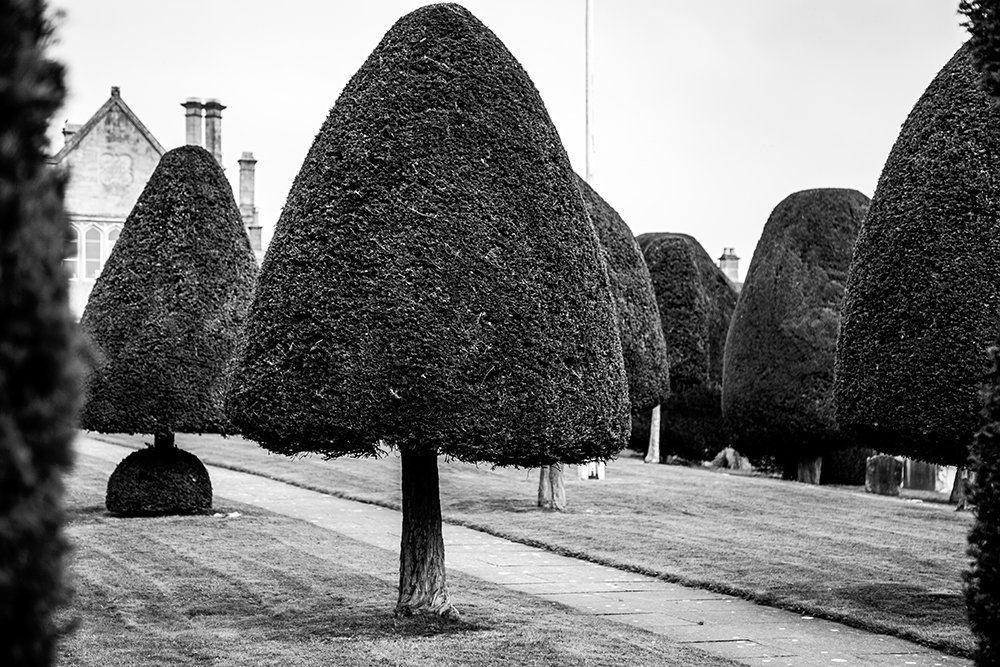 A row of clipped topiary trees receding along a path toward a larger tree in the distance.